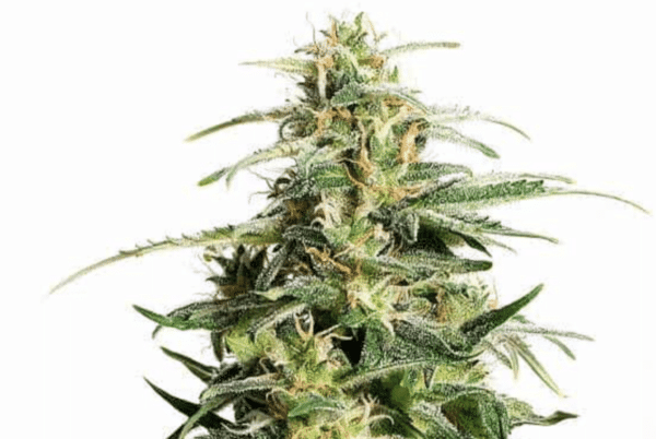 CBD White Widow Auto