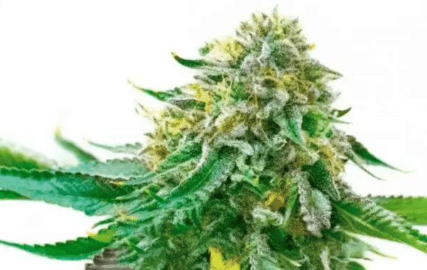 CBD White Widow Fem