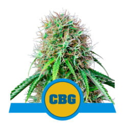 Royal Queen Seeds Royal CBG Auto