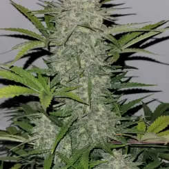 Twenty20 Mendocino Devil Fruit Auto