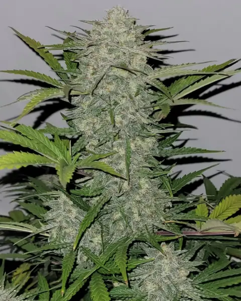 Twenty20 Mendocino Devil Fruit Auto