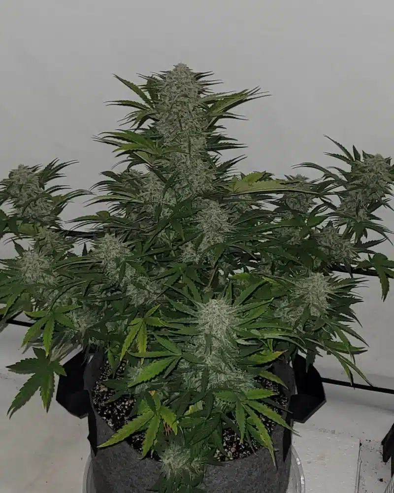 Twenty20 Mendocino Devil Fruit Auto