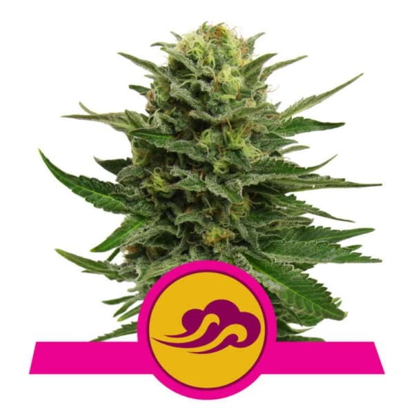 Royal Queen Seeds Blue Mystic