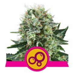 Royal Queen Seeds Bubble Kush Fem