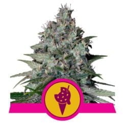 Royal Queen Seeds Cookies Gelato Fem