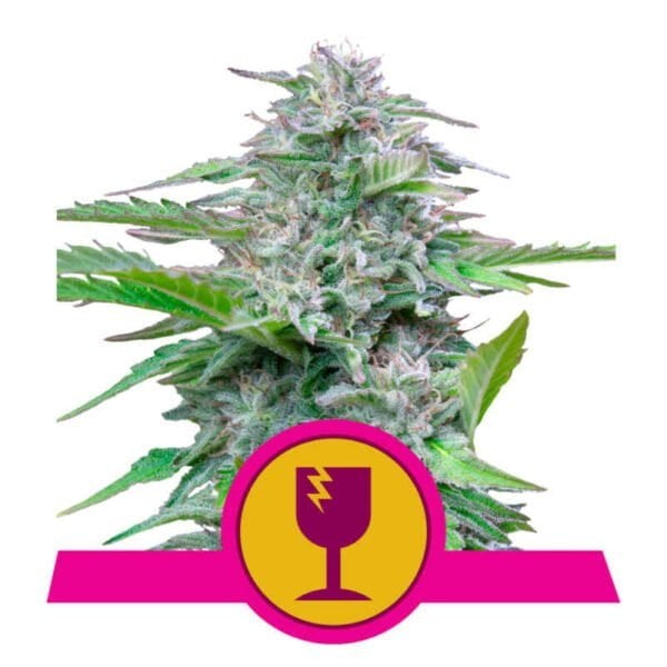Royal Queen Seeds Critical