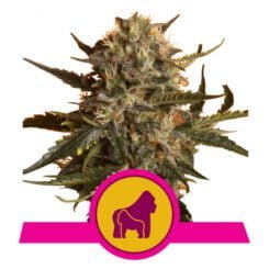 Royal Queen Seeds Mother Gorilla