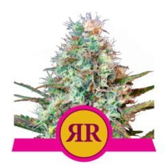 Royal Queen Seeds Royal Runtz Fem
