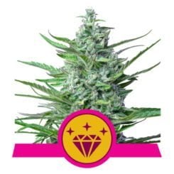 Royal Queen Seeds Special Kush #1