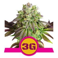 Royal Queen Seeds Triple G Fem