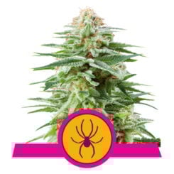 White Widow