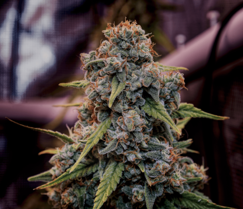 genius juice tester cannabis seeds by brothers grimm seeds