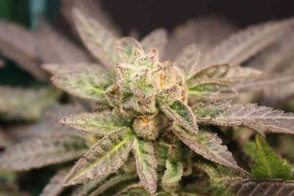 Purple Caper Seeds Grand Zaza