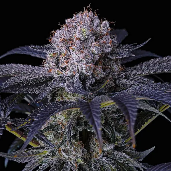 Grape Balls Of Fire RBX Cannabis Seeds By Ethos Genetics