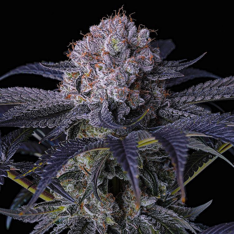 Grape-Balls-of-Fire-Rbx-cannabis-seeds-by-ethos-genetics1 Grape Balls Of Fire RBX Cannabis Seeds By Ethos Genetics
