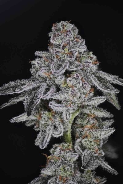 Purple Caper Seeds Mac Cake