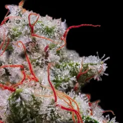 Peach Crescendo Auto RF3 Cannabis Seeds by Ethos Genetics