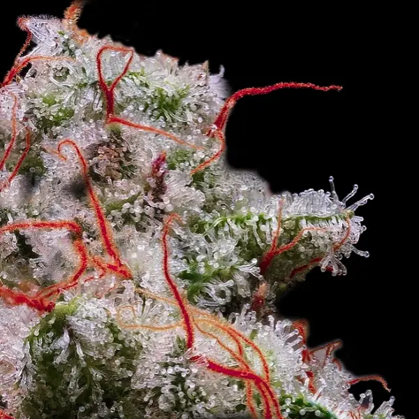 Peach Crescendo Auto RF3 Cannabis Seeds by Ethos Genetics