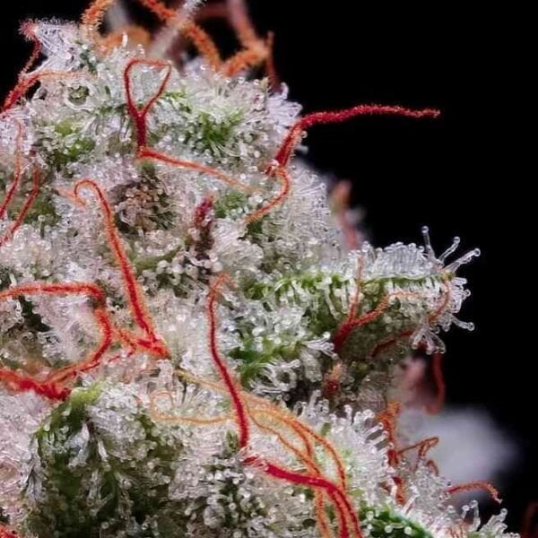 Close-up of a Peach Crescendo Auto cannabis bud covered in frosty trichomes and orange hairs against a black background.