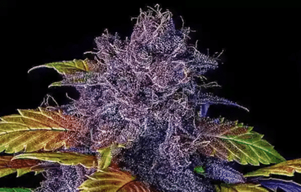 Purple Lemonade Auto