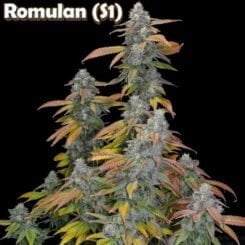 Romulan Genetics Romulan S1