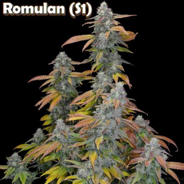Romulan Genetics Romulan S1