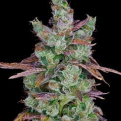 Purple Caper Seeds West Coast Sour Diesel