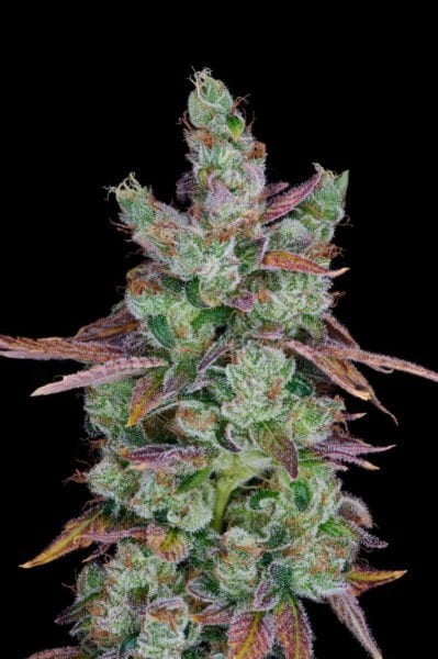 Purple Caper Seeds West Coast Sour Diesel