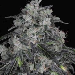 Twenty20 Mendocino West Coast Sour F2