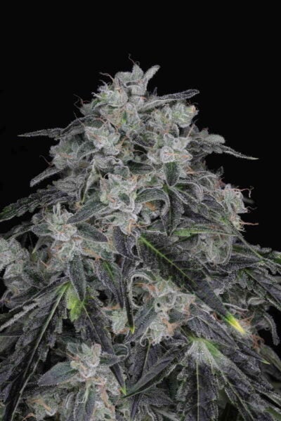 Twenty20 Mendocino West Coast Sour F2