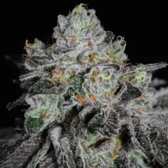 Wrank R2 Cannabis Seeds by Ethos Genetics