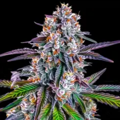 Gorilla Glue Purple Cannabis Seeds by Bulk White Label