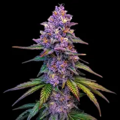 Purple Lemonade Auto Cannabis Seeds by Bulk White Label