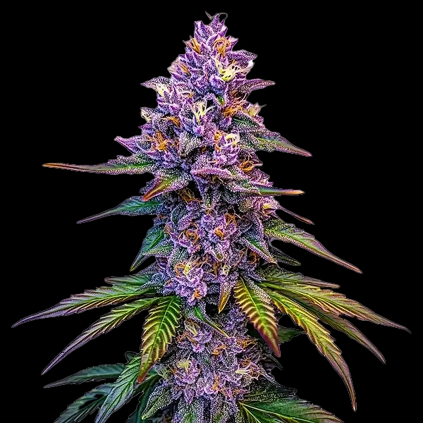 Purple Lemonade Auto Cannabis Seeds by Bulk White Label