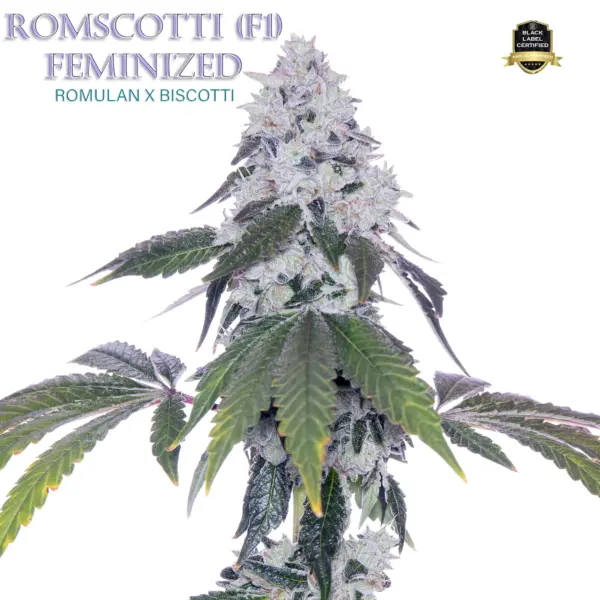 romscotti f1 cannabis seeds by romulan genetics