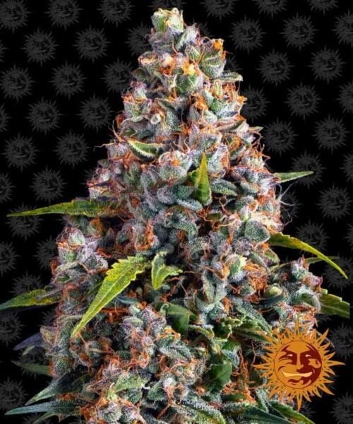 Close-up of a dense, frosty Strawberry Cheesecake Auto with bright orange hairs and green leaves against a patterned background. A sun emblem is displayed in the lower right corner.