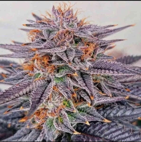 Tiki Madman Big Al's Exotics Gushers BX