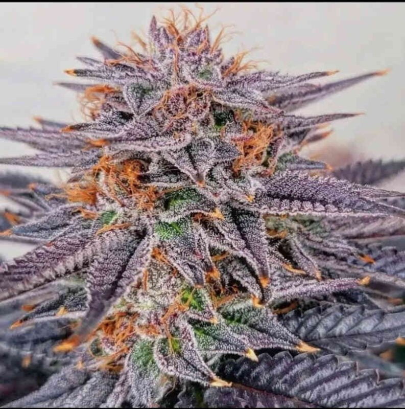 Tiki Madman Big Al's Exotics Gushers BX