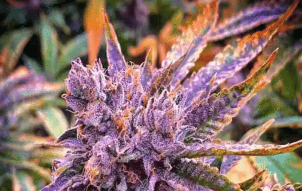 Gorilla Purple Auto