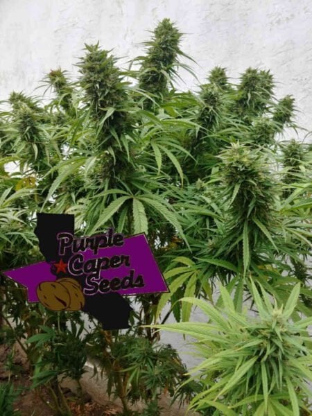 Purple Caper Seeds Luxor's Chocolate