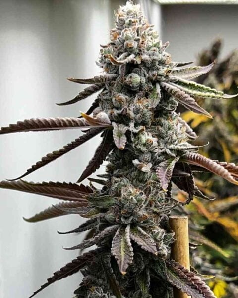 Mosca Seeds Tiki Madman Pineapple Punk