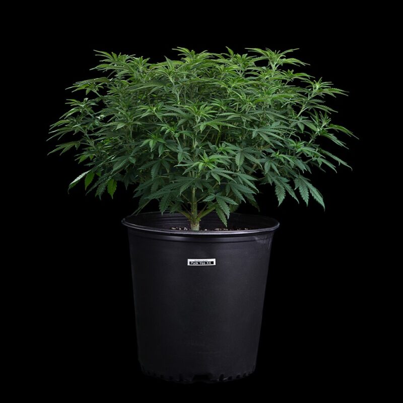 puck yes cannabis seeds by brothers grimm seeds