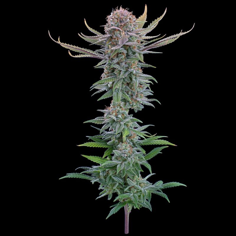 puck yes cannabis seeds by brothers grimm seeds