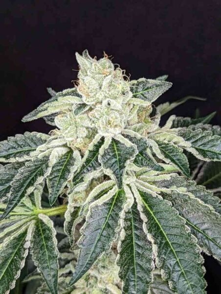 Twenty20 Mendocino Queen of Diamonds