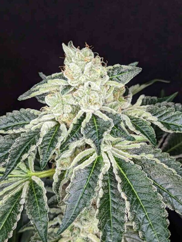 Twenty20 Mendocino Queen of Diamonds