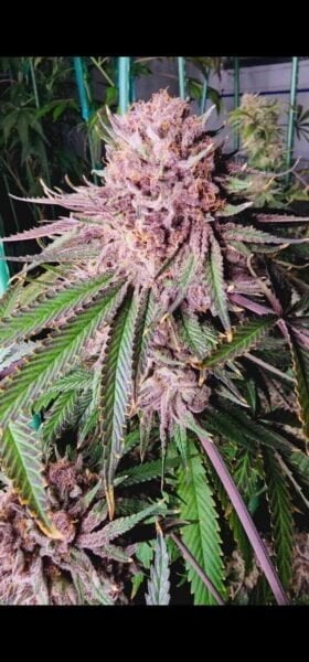 Mosca Seeds Tiki Madman Runtz de frutas
