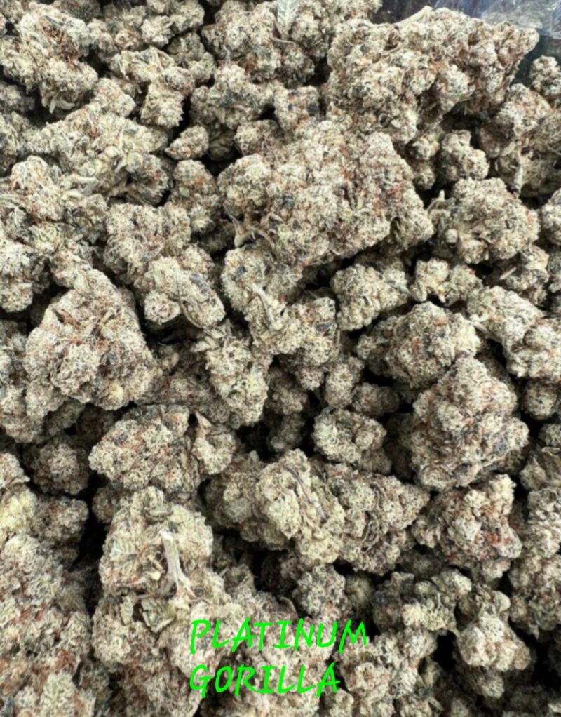 platinum gorilla cannabis seeds by in house genetics