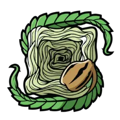 Square One Genetics cannabis seeds, marijuana seeds, weed seeds