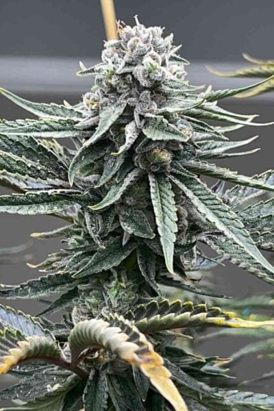 Mosca Seeds Tiki Madman Watermelon Zaza