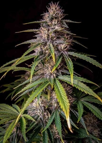 Close-up of a mature Alien vs. Triangle Auto cannabis plant with dense, resin-coated buds and green serrated leaves against a dark background.